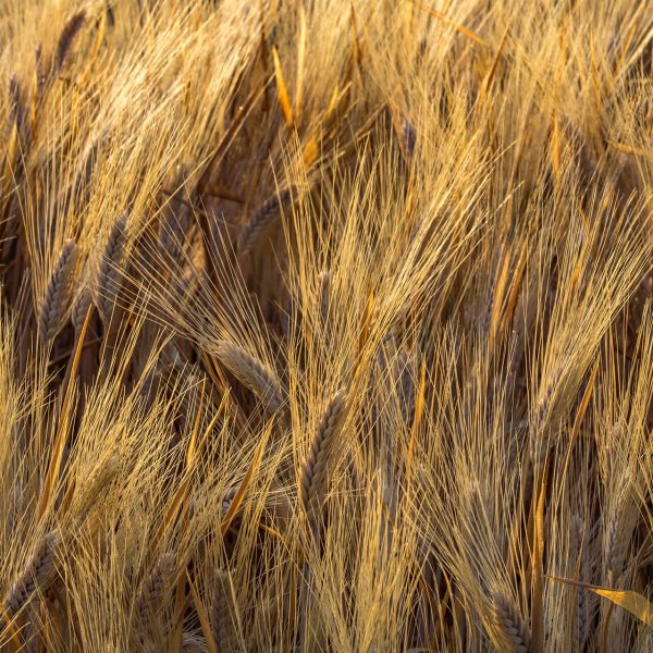 424_R4A4521Ph © Giorgio_Salvatori