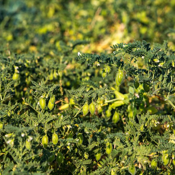 481_R4A4398_16Ph © Giorgio_Salvatori