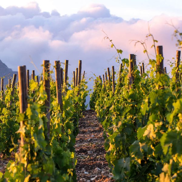 551j_V3R4222Ph © Giorgio_Salvatori