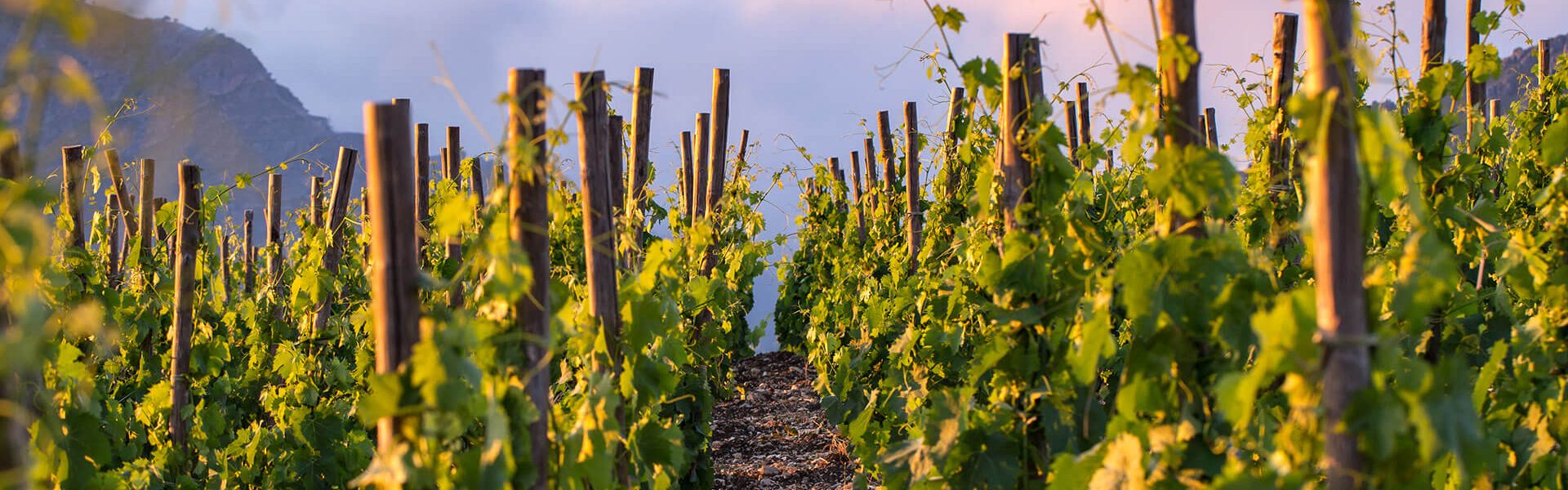 551j_V3R4222Ph © Giorgio_Salvatori