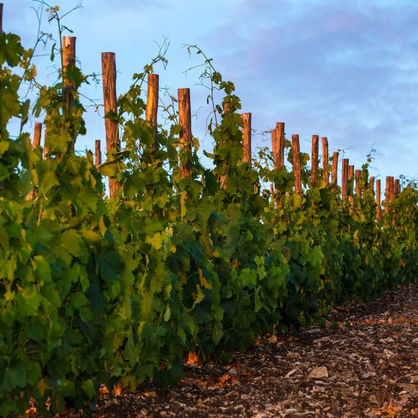 551q_V3R4242Ph © Giorgio_Salvatori