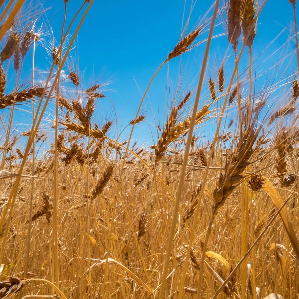 578_DSF4109Ph © Giorgio_Salvatori