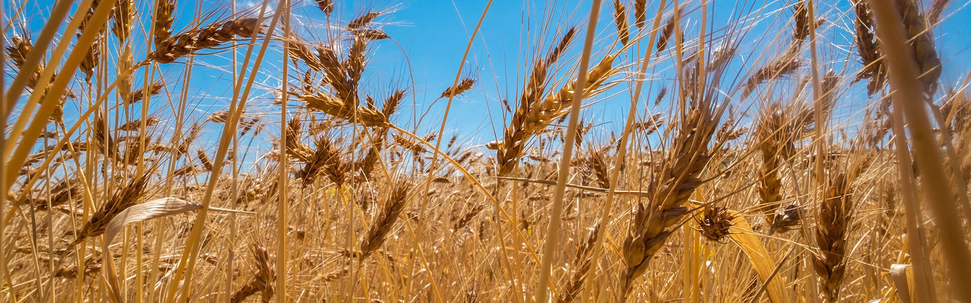 578_DSF4109Ph © Giorgio_Salvatori