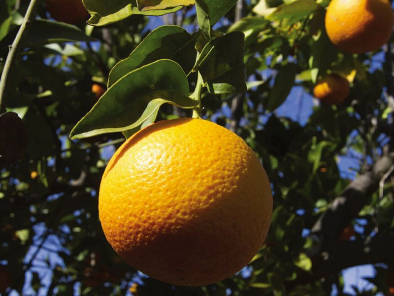 Foto arance Salvatori 1