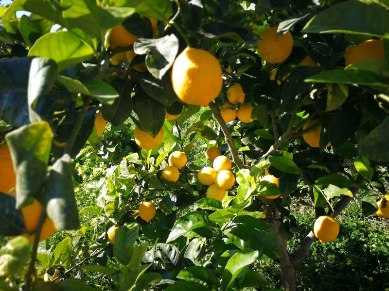 Foto_Limoneto_Casabianca_Belpasso_08_01_19 (1)