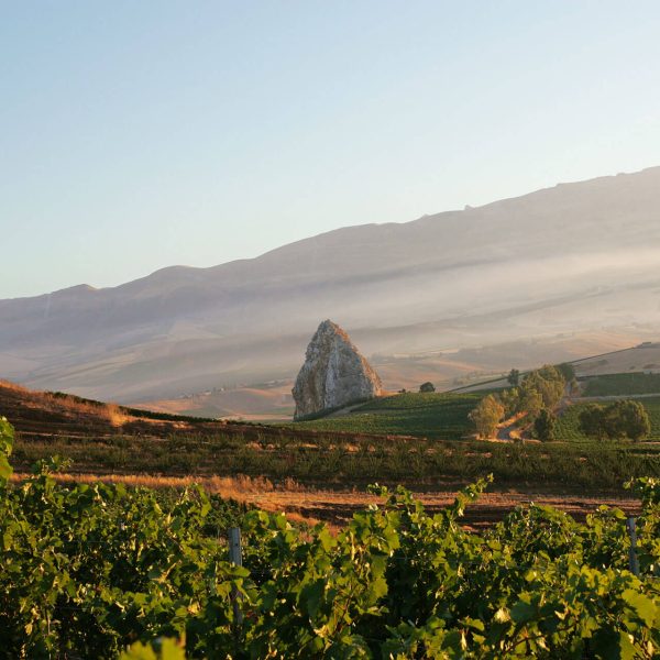 GRILLO VINEYARD_CENTOPASSI copia