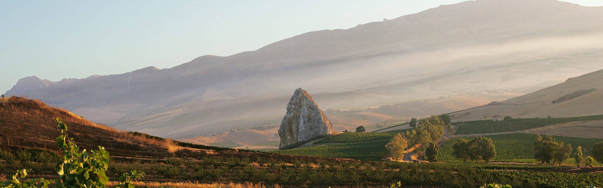 GRILLO VINEYARD_CENTOPASSI copia