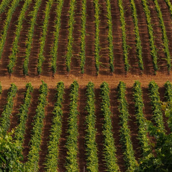 _K9A2954_Ph © Giorgio_Salvatori