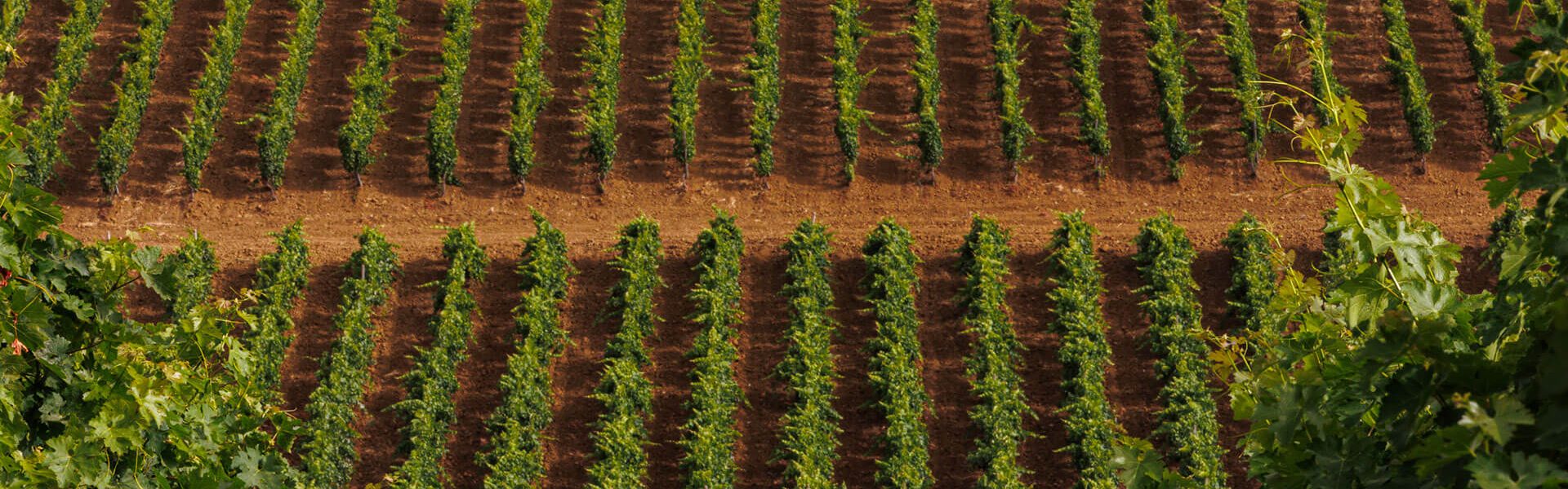 _K9A2954_Ph © Giorgio_Salvatori