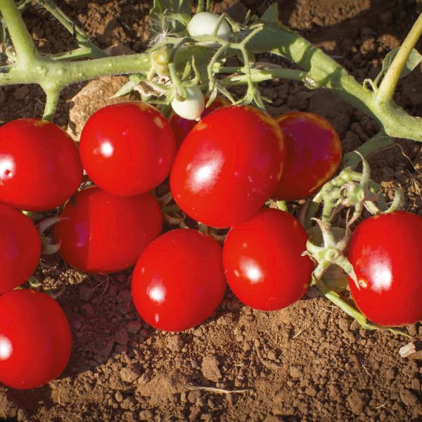 LIBRO FOTOGRAFICO LT-96