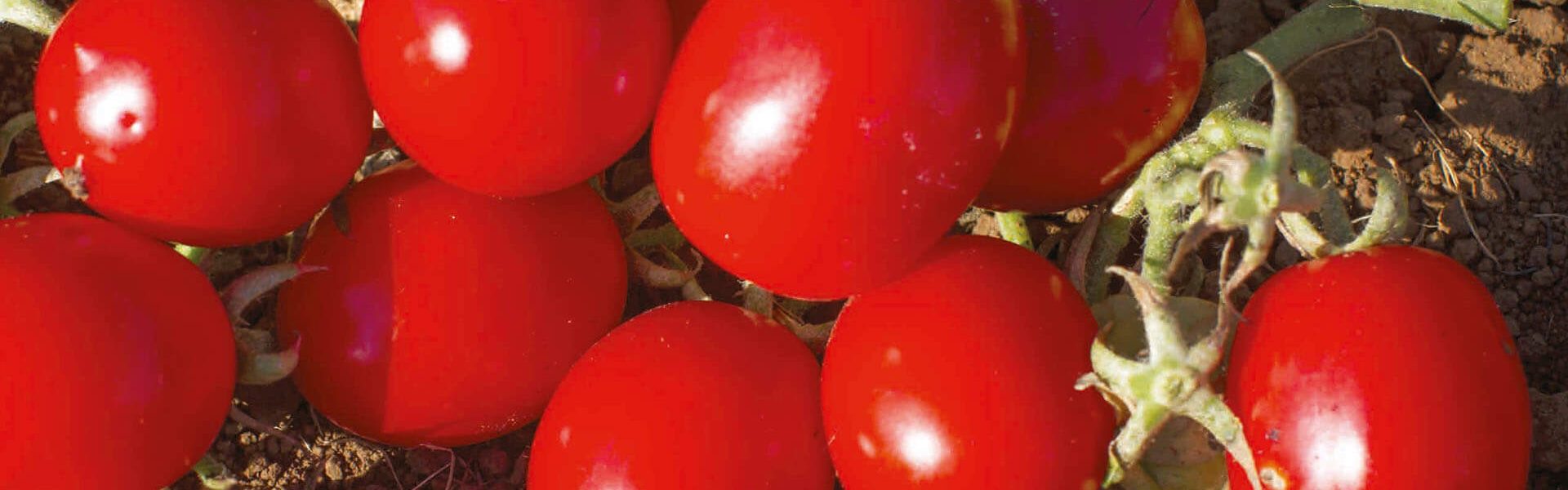 LIBRO FOTOGRAFICO LT-96