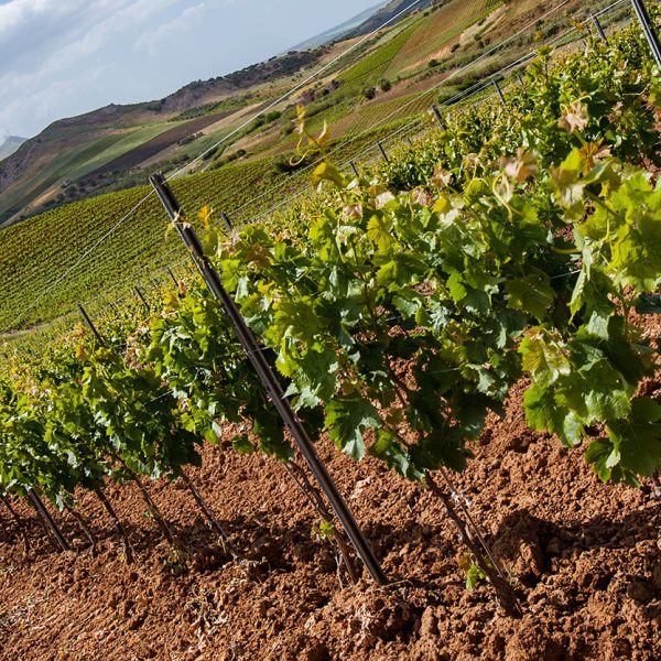 Lltm_078_Ph_©_Giorgio_Salvatori