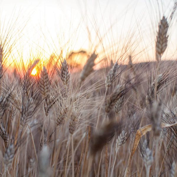 Lltm_105Ph © Giorgio_Salvatori