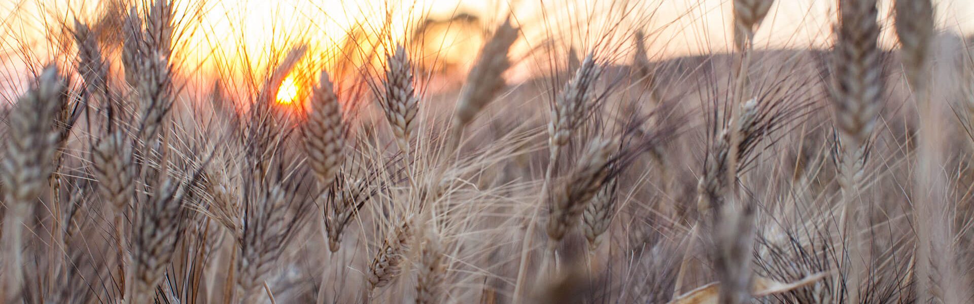 Lltm_105Ph © Giorgio_Salvatori