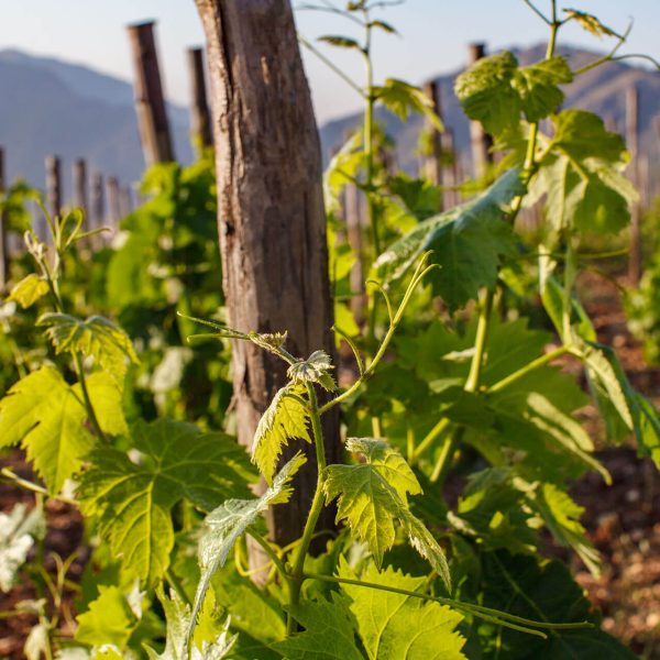 _MG_0167Ph © Giorgio_Salvatori