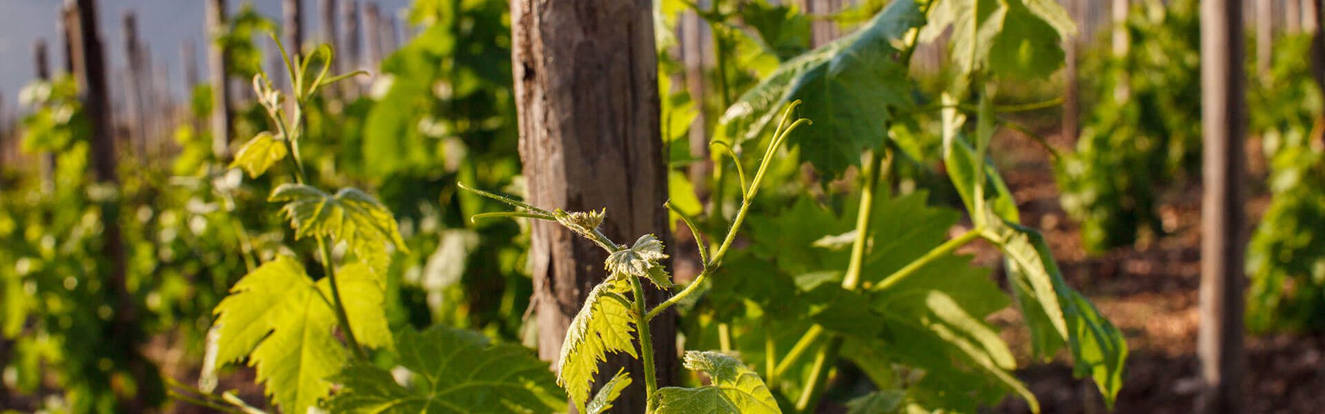 _MG_0167Ph © Giorgio_Salvatori